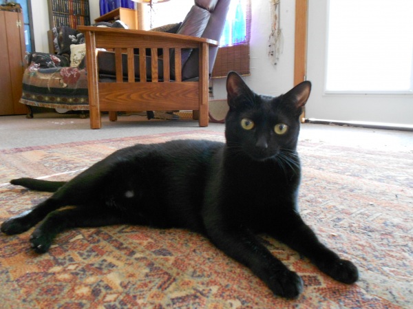 Truffle, you can't fool me...
Named after Ry Cooder's song, she usually jumps in laps on "You want to jump on me."  (Heat seeking lap anchor.)
