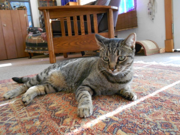 Macaroon 2
More waiting to go outside, will it never end?
