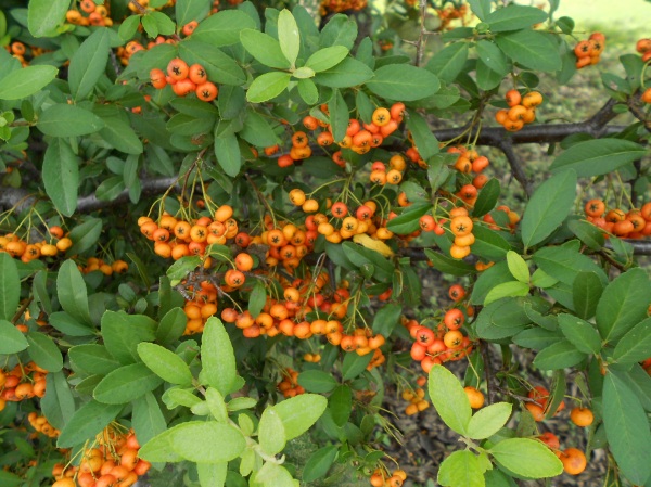 Orange berried pyracantha
At the front corner of the property

